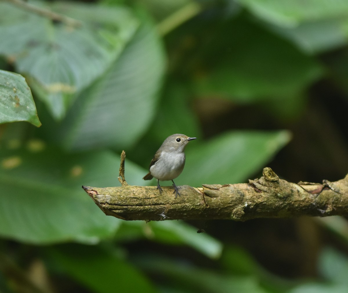 Little Pied Flycatcher - ML642143285