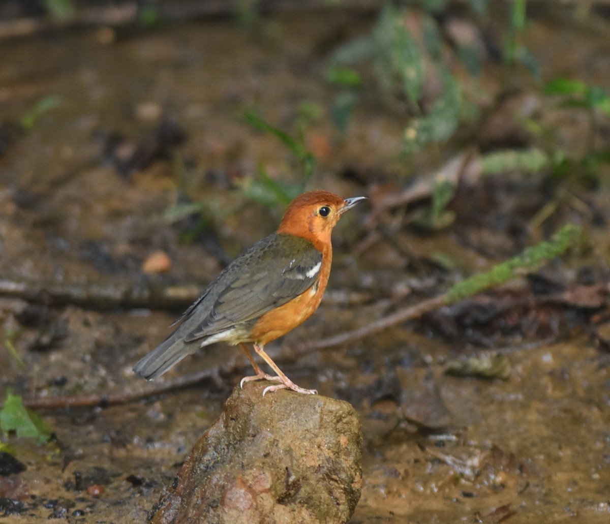 Orange-headed Thrush - ML642143286