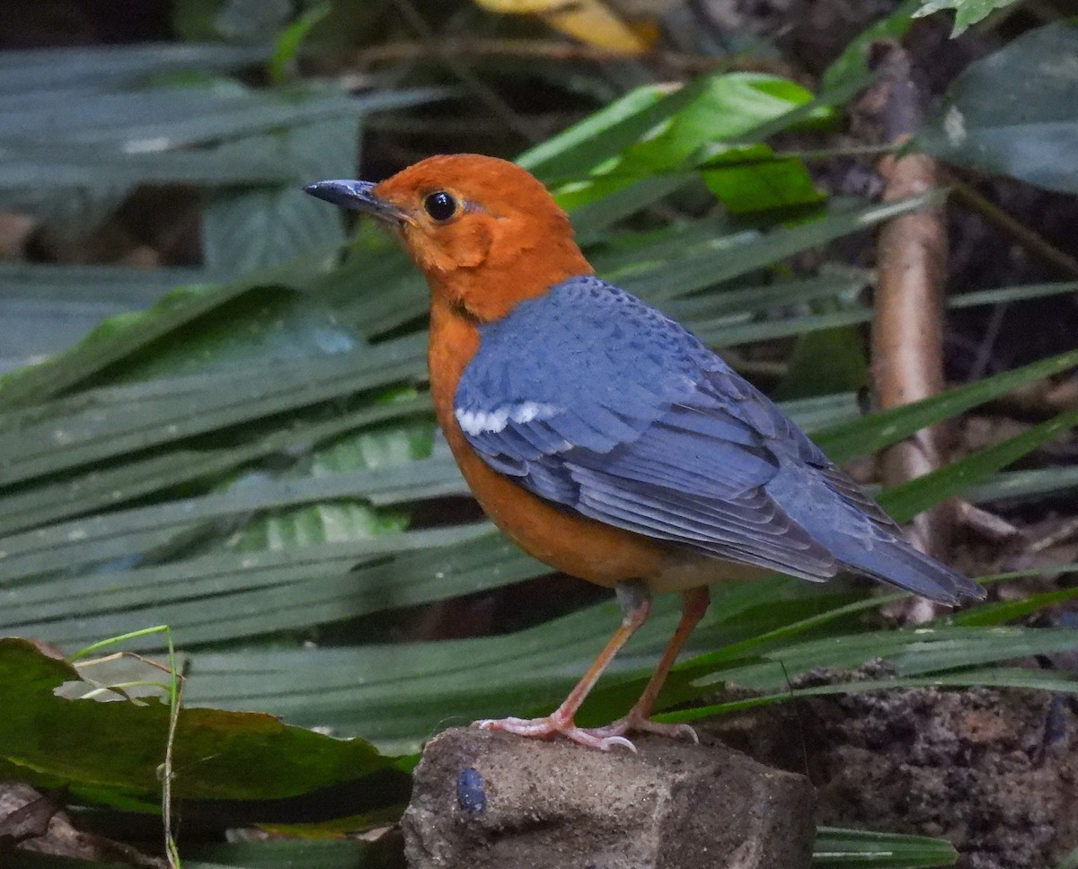 Orange-headed Thrush - ML642143287