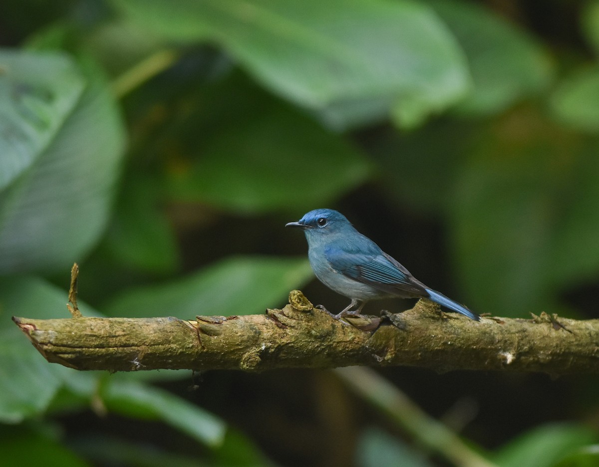 Pale Blue Flycatcher - ML642143295