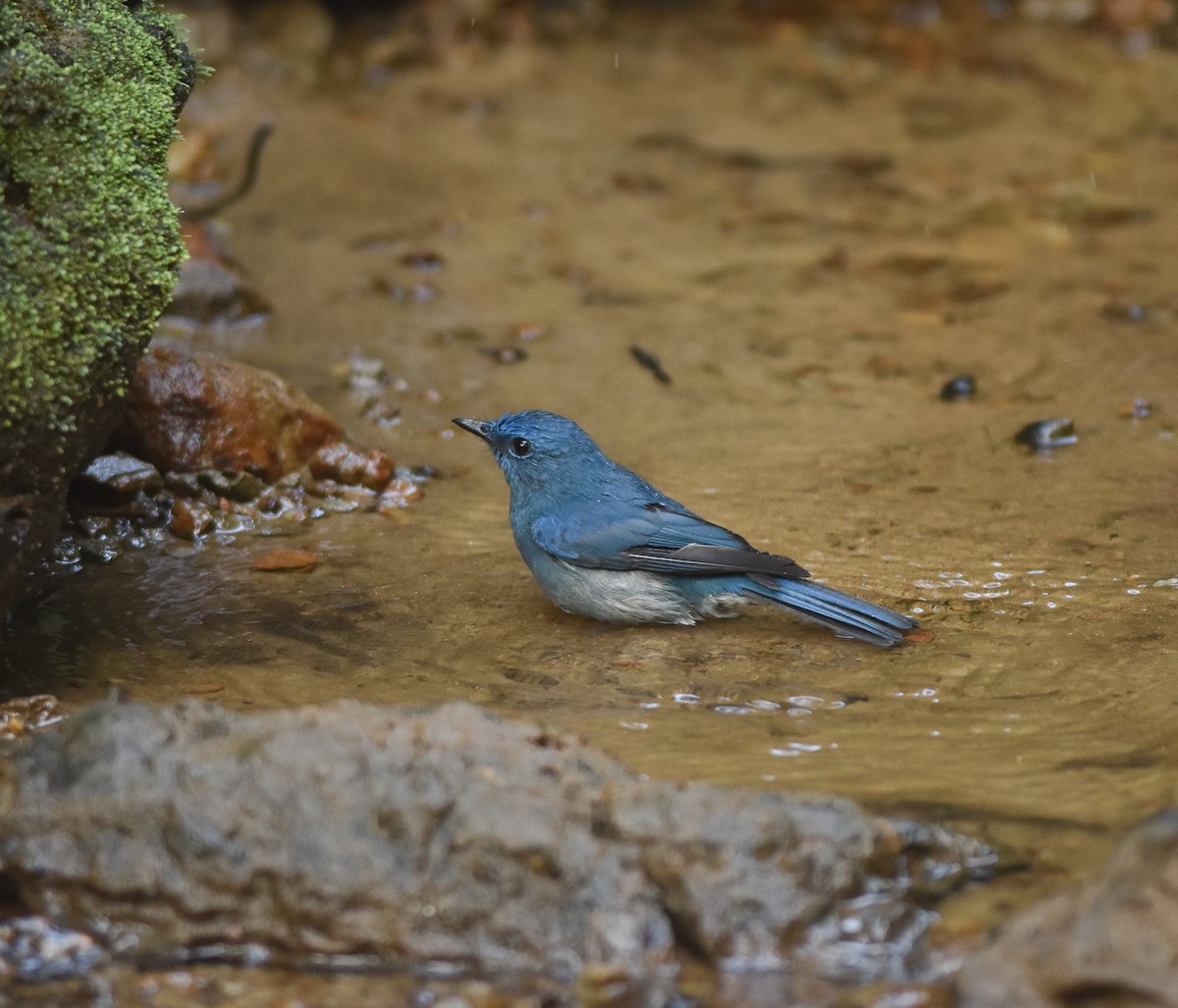 Pale Blue Flycatcher - ML642143296