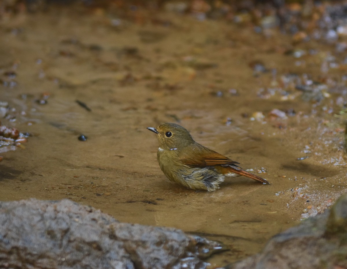 Rufous-bellied Niltava - ML642143298