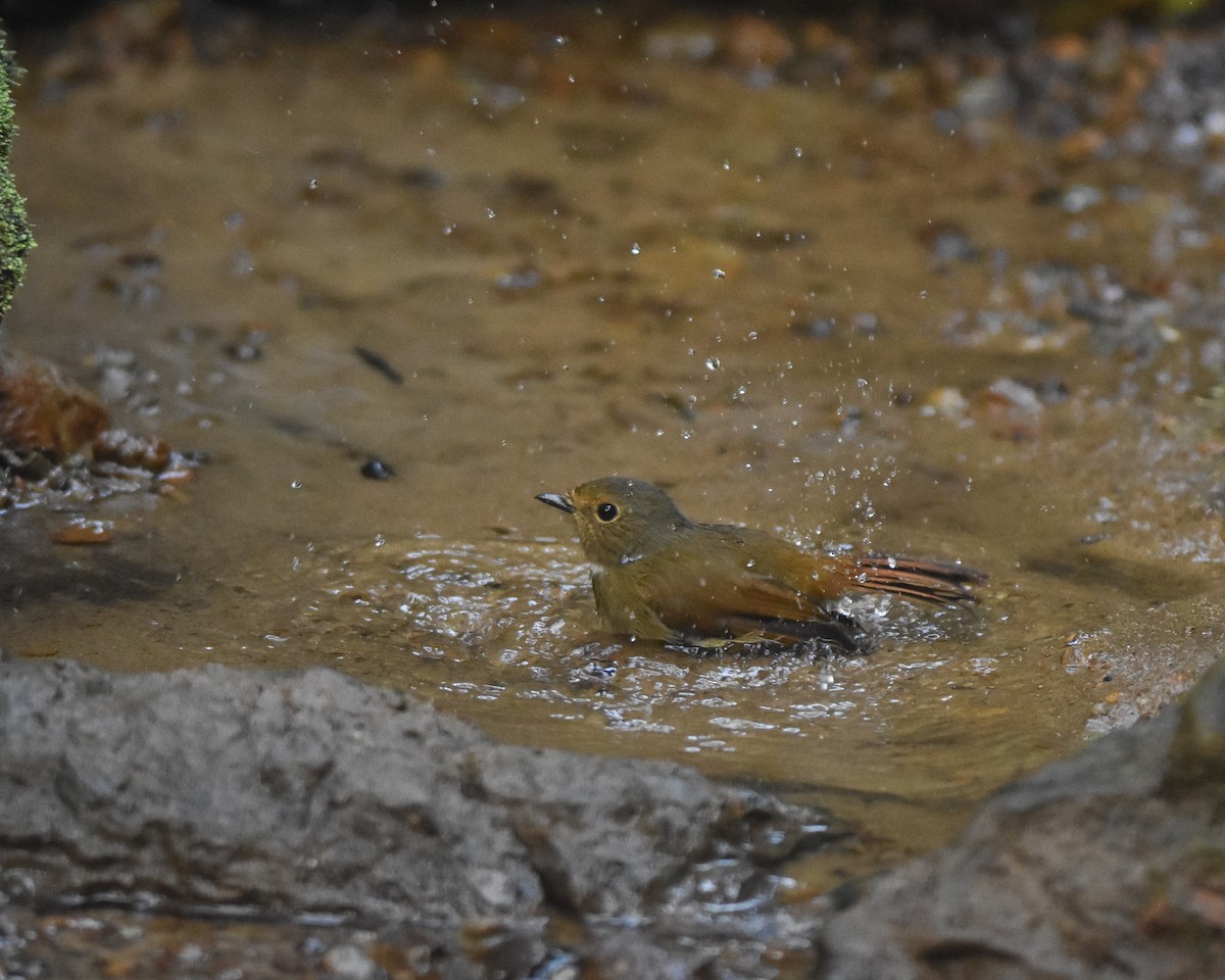 Rufous-bellied Niltava - ML642143299