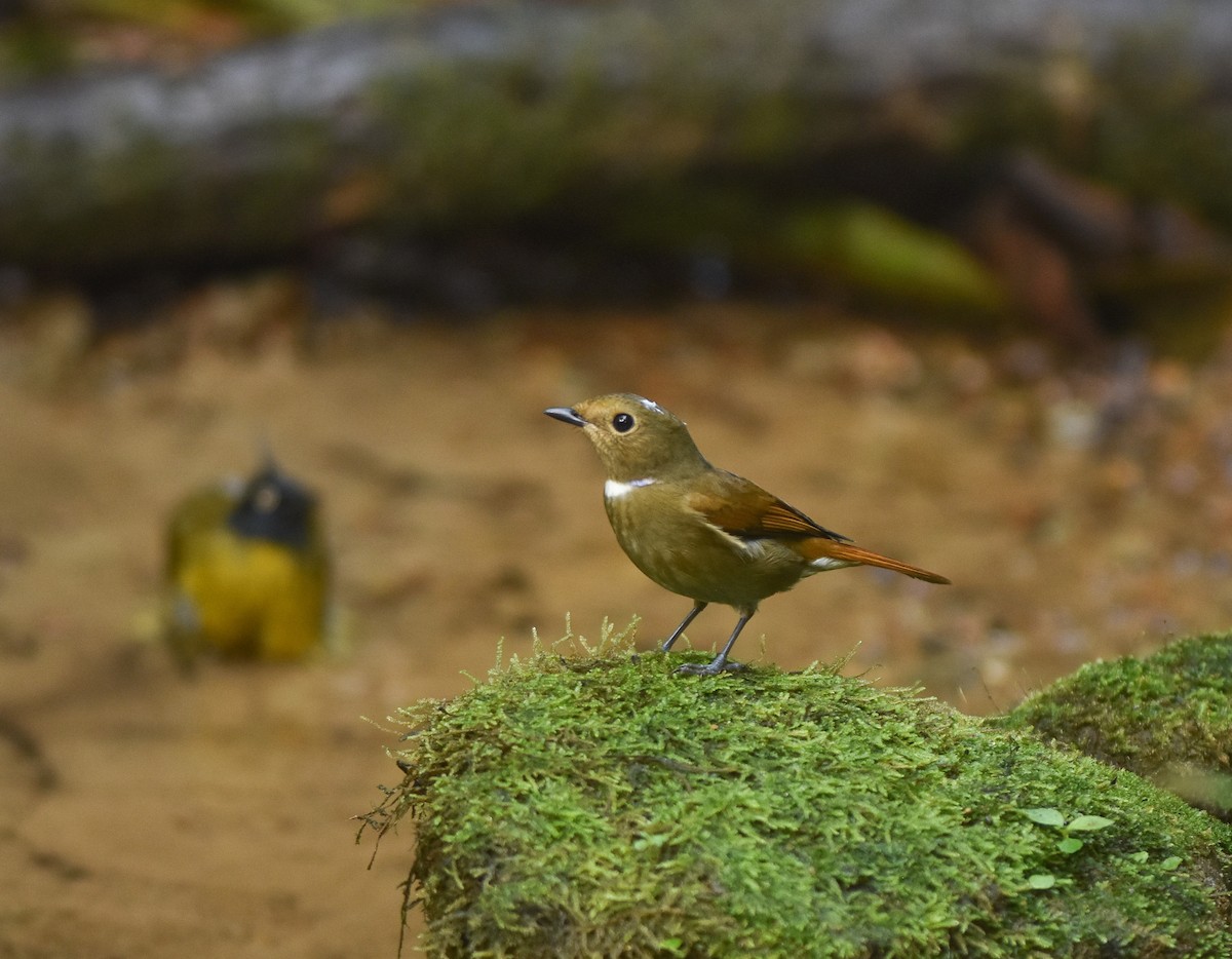 Rufous-bellied Niltava - ML642143300