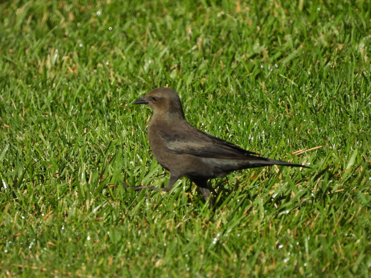 Brewer's Blackbird - ML642143301
