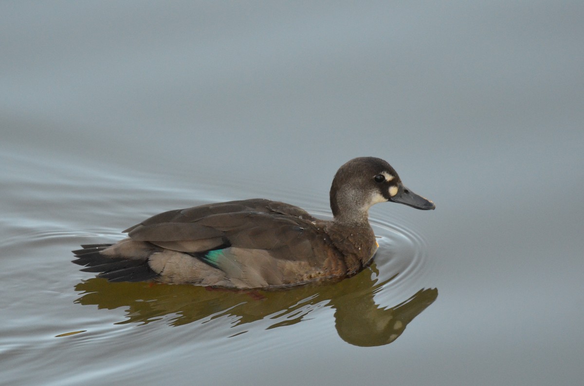 Brazilian Teal - Matthew Dickerson