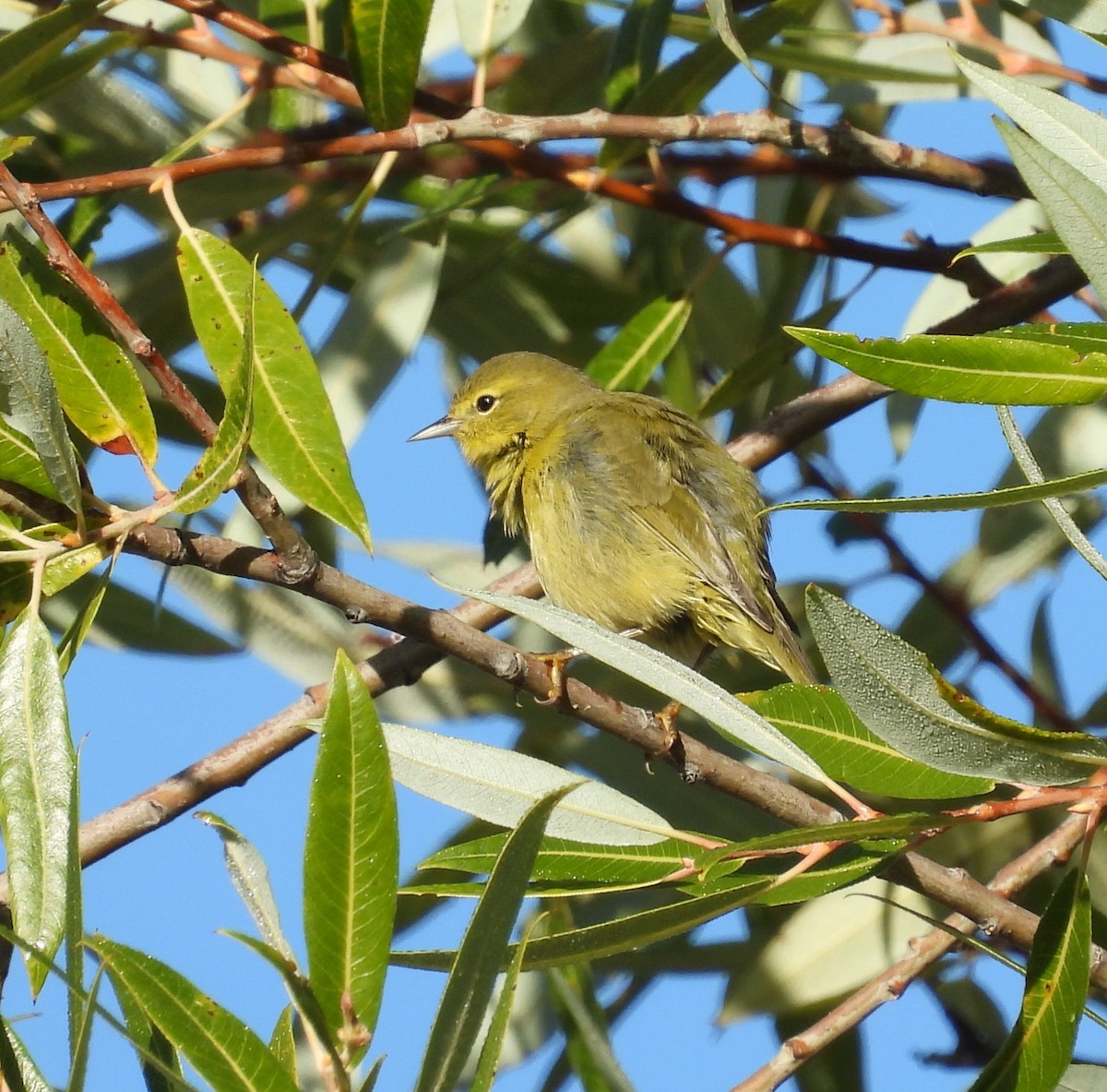 Orange-crowned Warbler - ML642143317