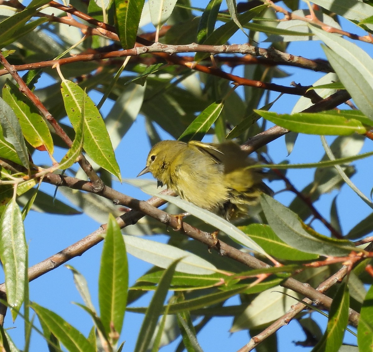 Orange-crowned Warbler - ML642143328