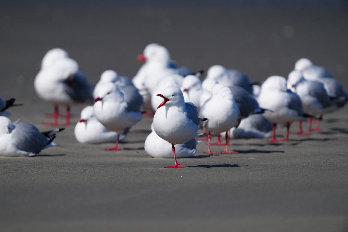 Silver Gull (Red-billed) - ML642143329