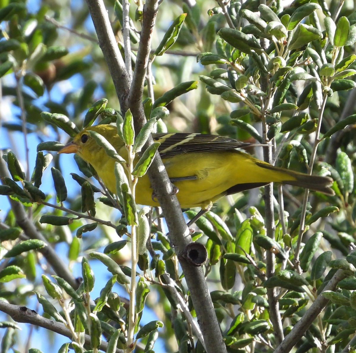 Western Tanager - ML642143336