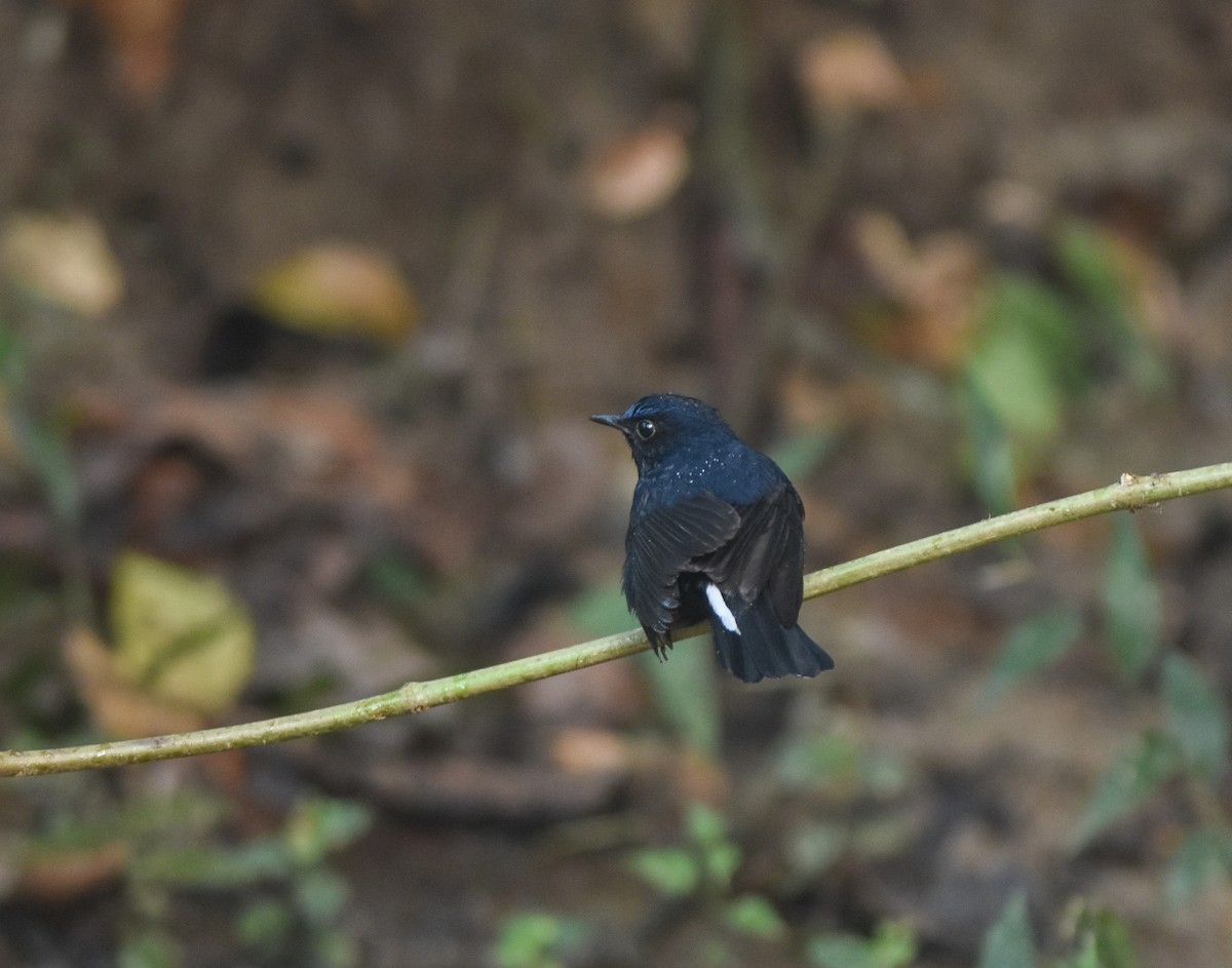 White-tailed Robin - ML642143337