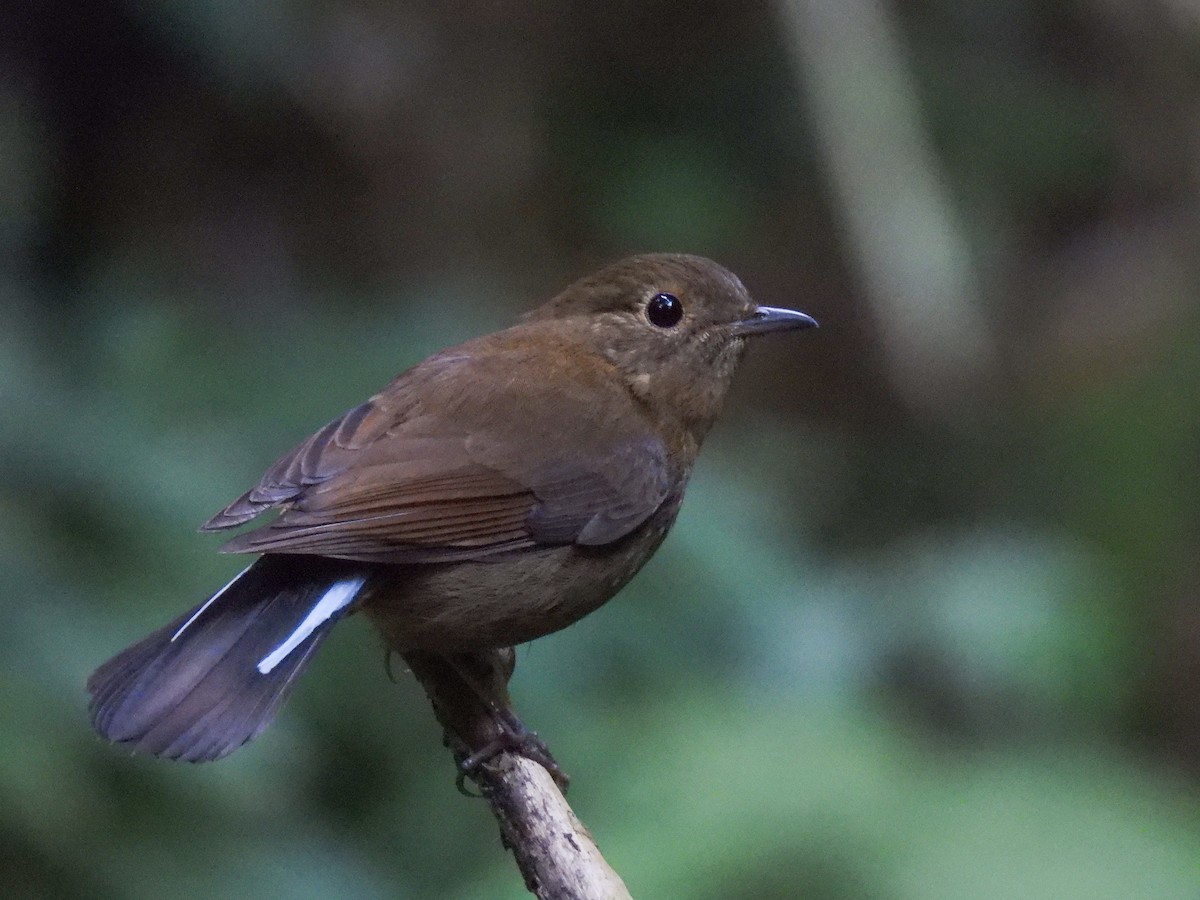 White-tailed Robin - ML642143338
