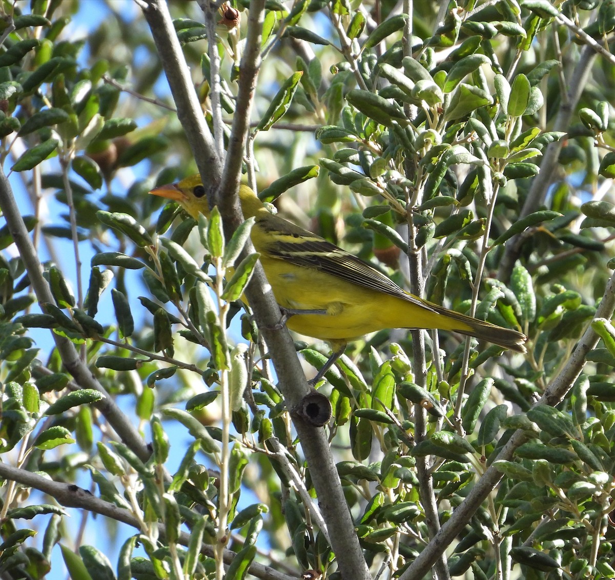 Western Tanager - ML642143345