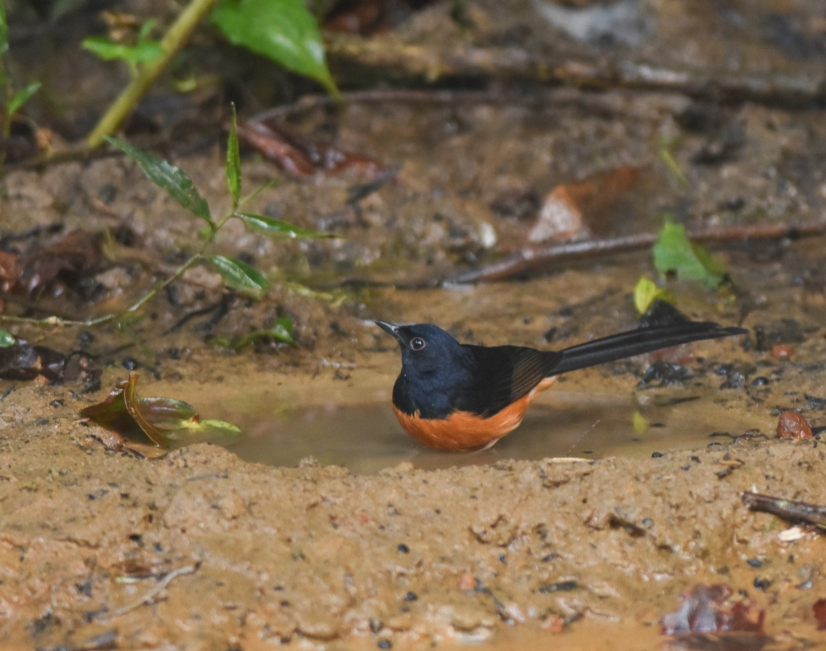 White-rumped Shama - ML642143346