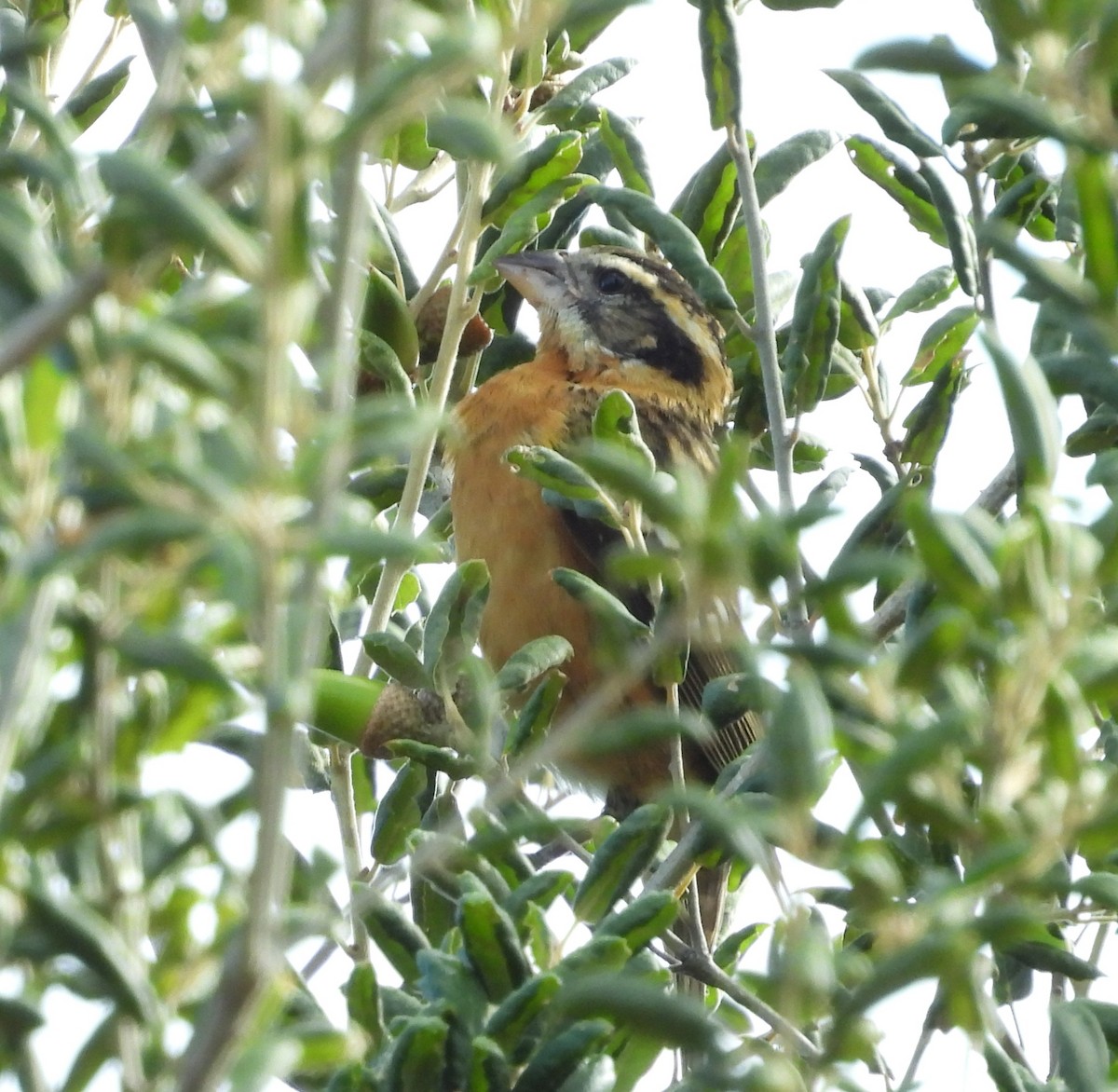 Black-headed Grosbeak - ML642143354