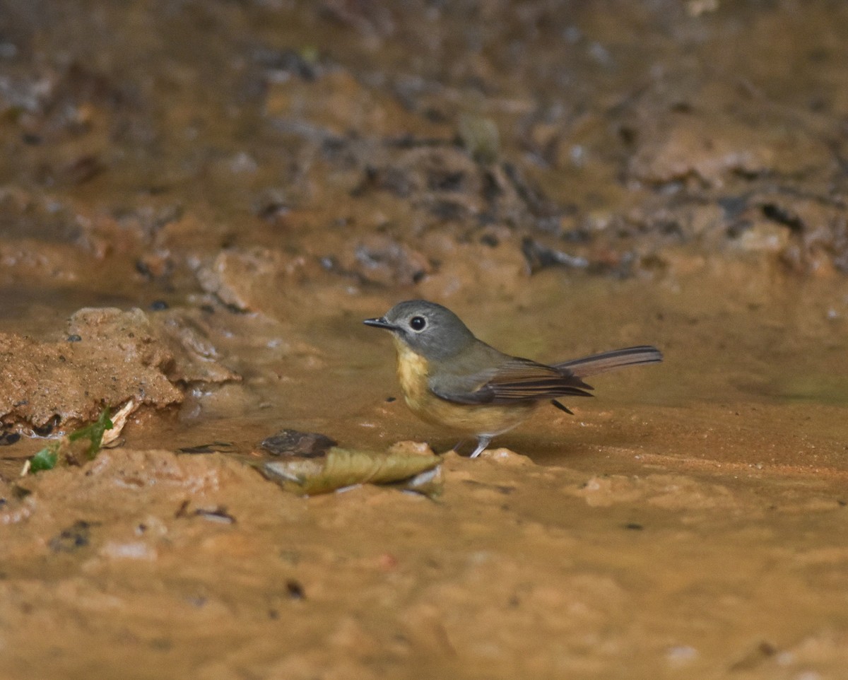 Pale-chinned Flycatcher - ML642143356