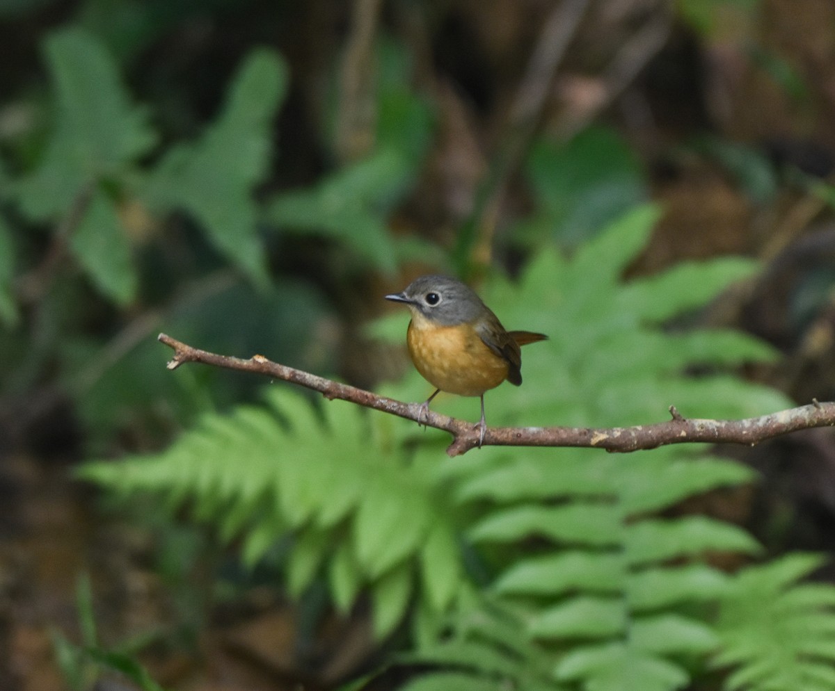 Pale-chinned Flycatcher - ML642143357