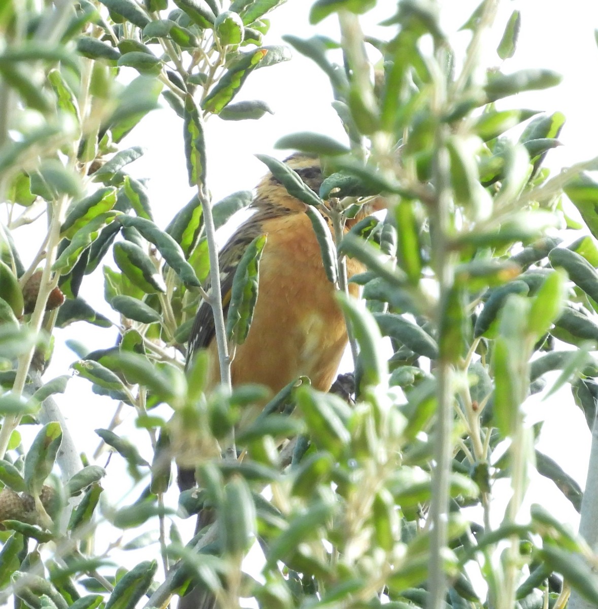 Black-headed Grosbeak - ML642143364