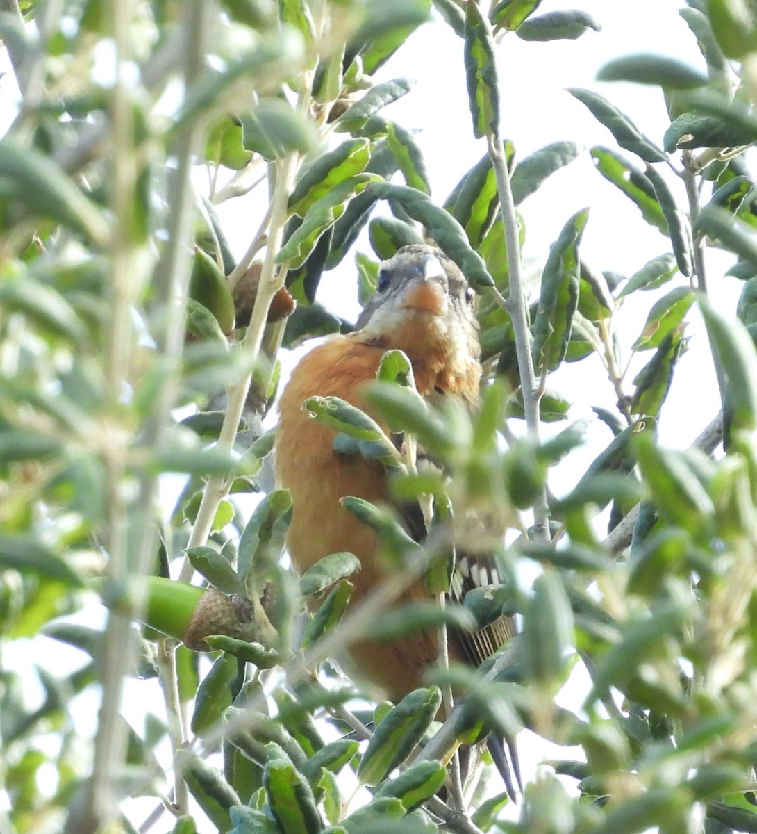 Black-headed Grosbeak - ML642143378