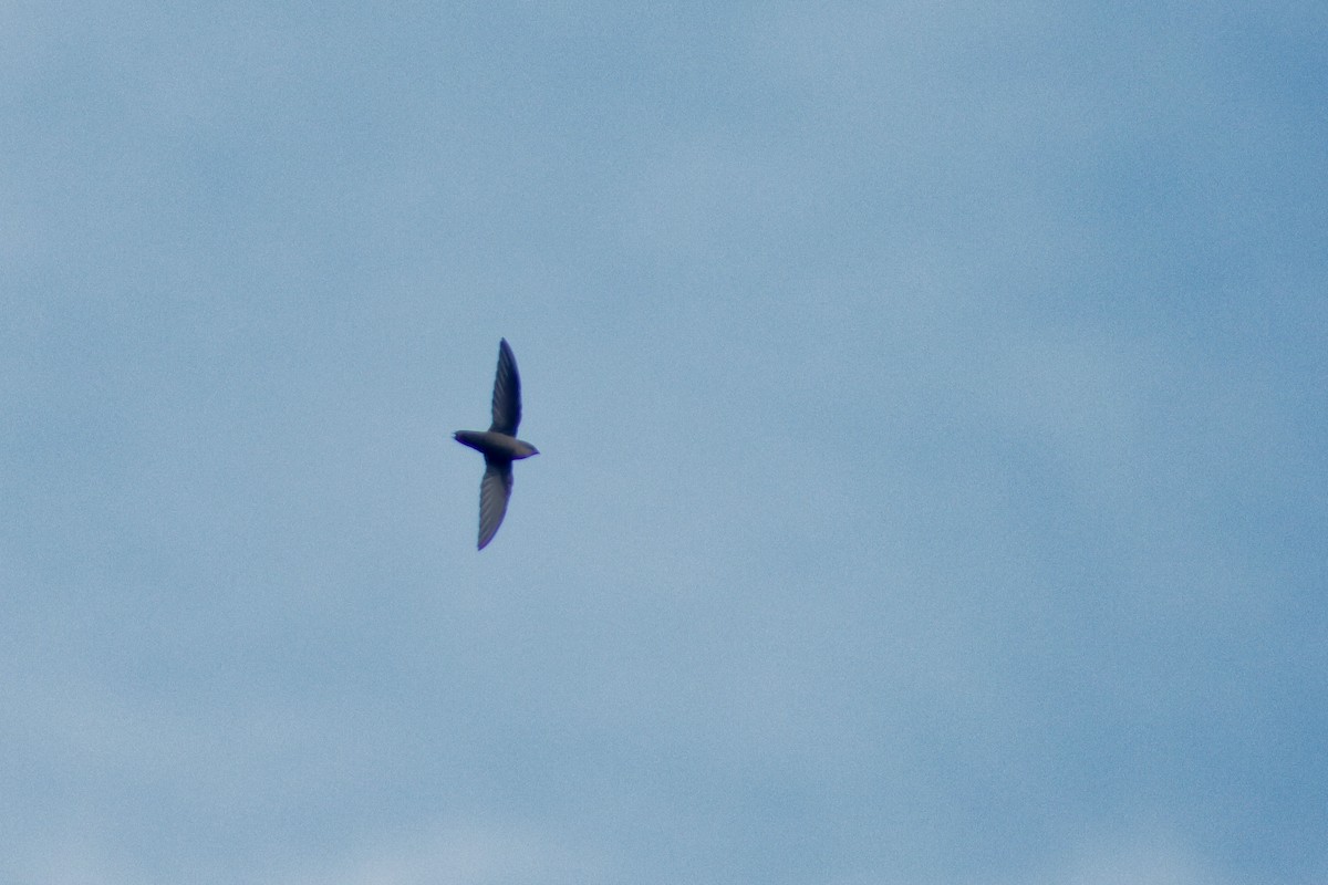 Vaux's Swift - ML642143379