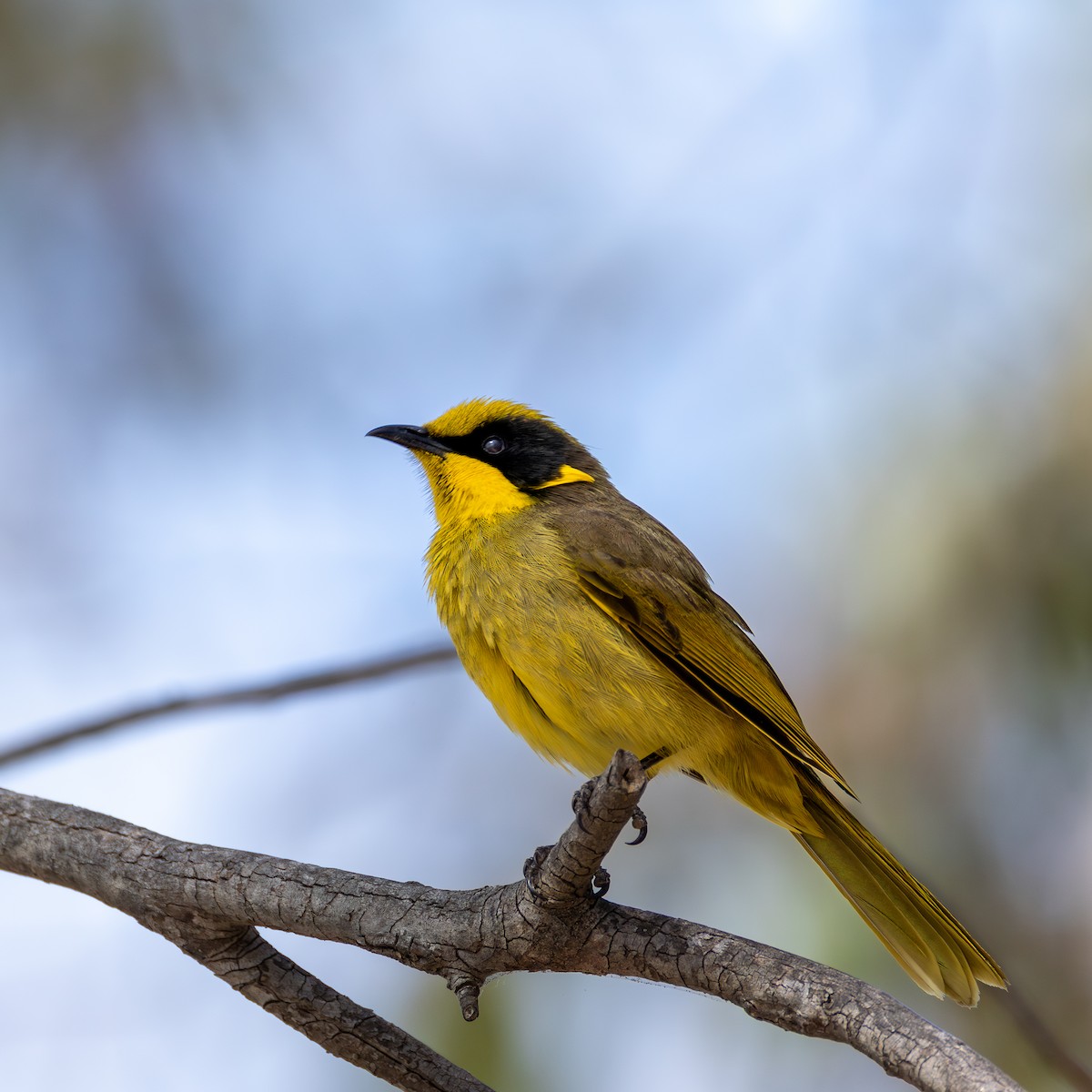 Yellow-tufted Honeyeater - ML642143380