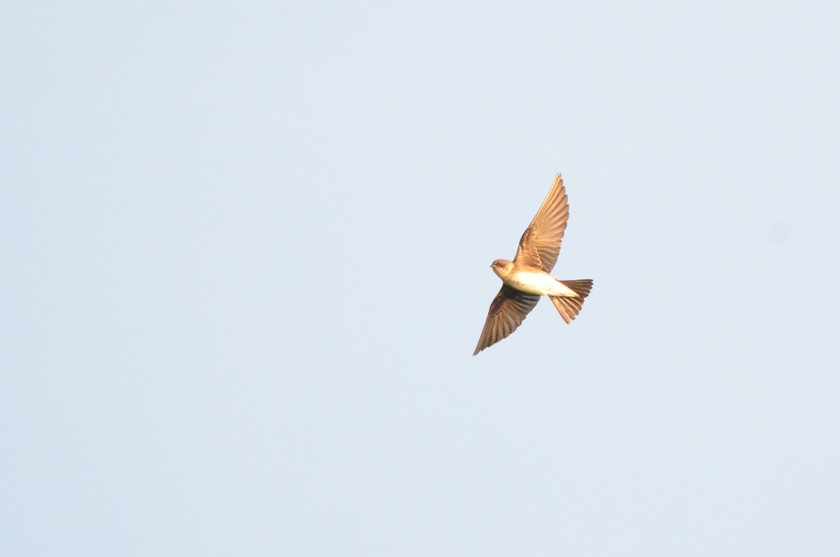 Brown-chested Martin - ML642143381