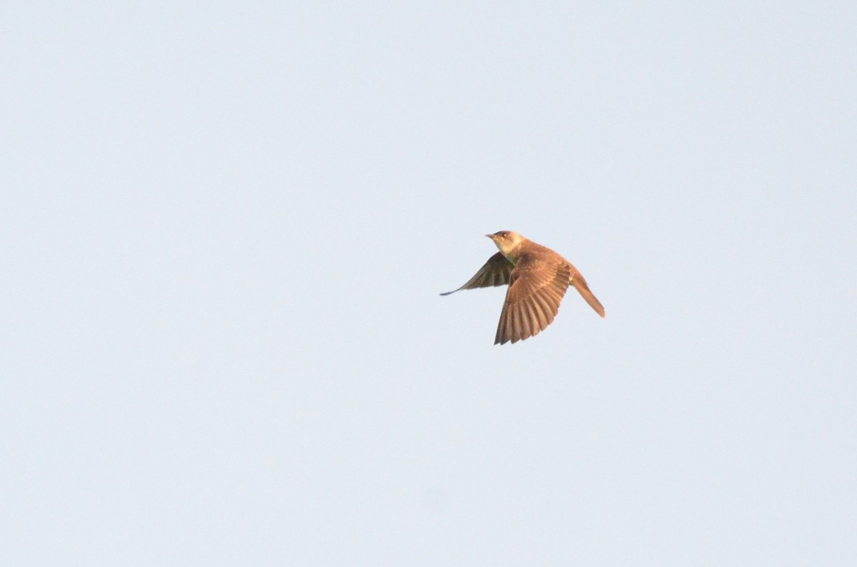 Brown-chested Martin - ML642143382
