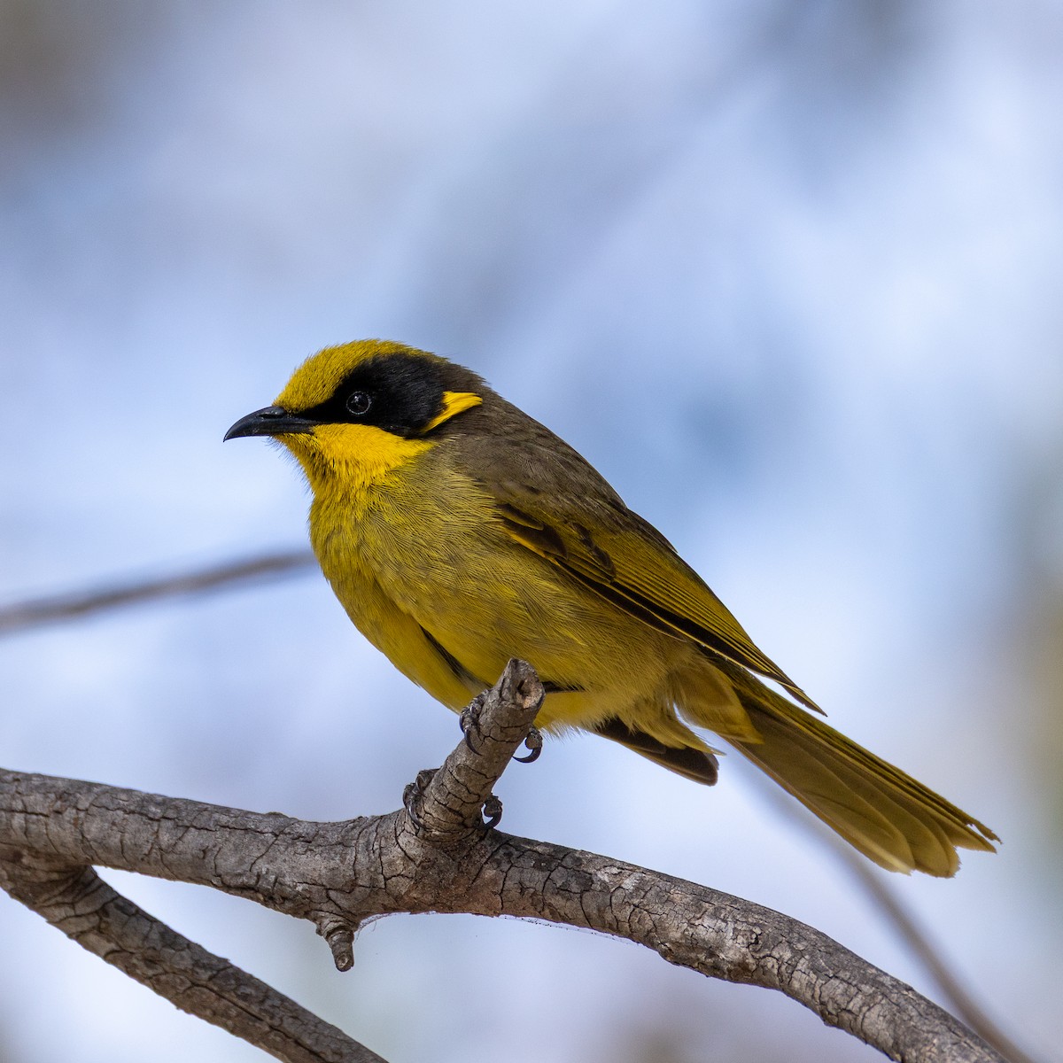 Yellow-tufted Honeyeater - ML642143386