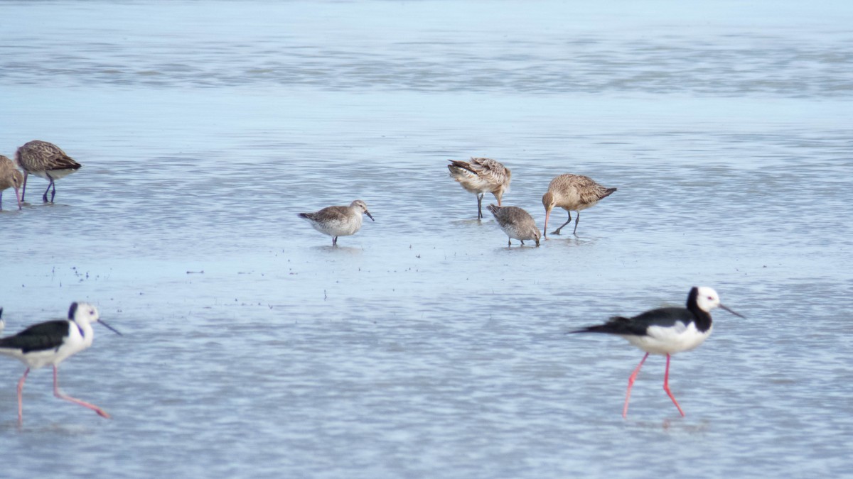 Red Knot - ML642143387