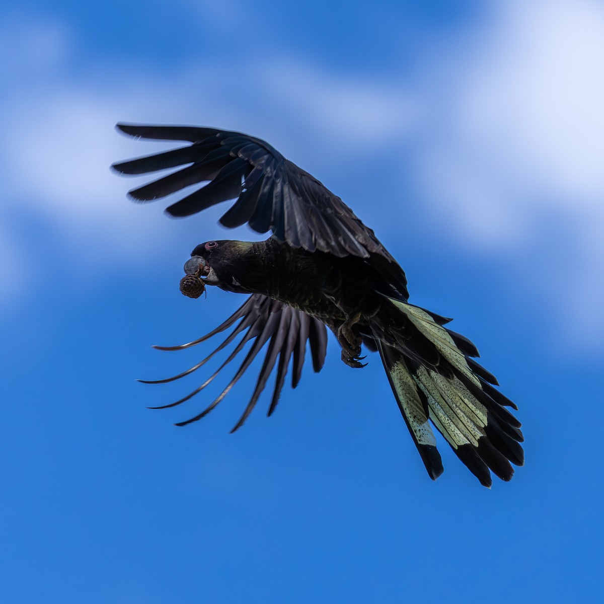 Yellow-tailed Black-Cockatoo - ML642143390