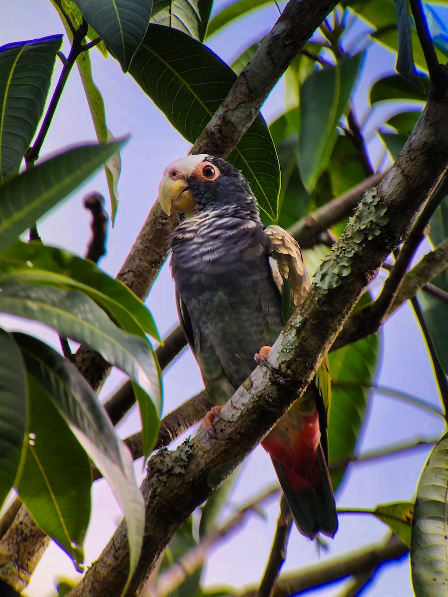 White-crowned Parrot - ML642143392