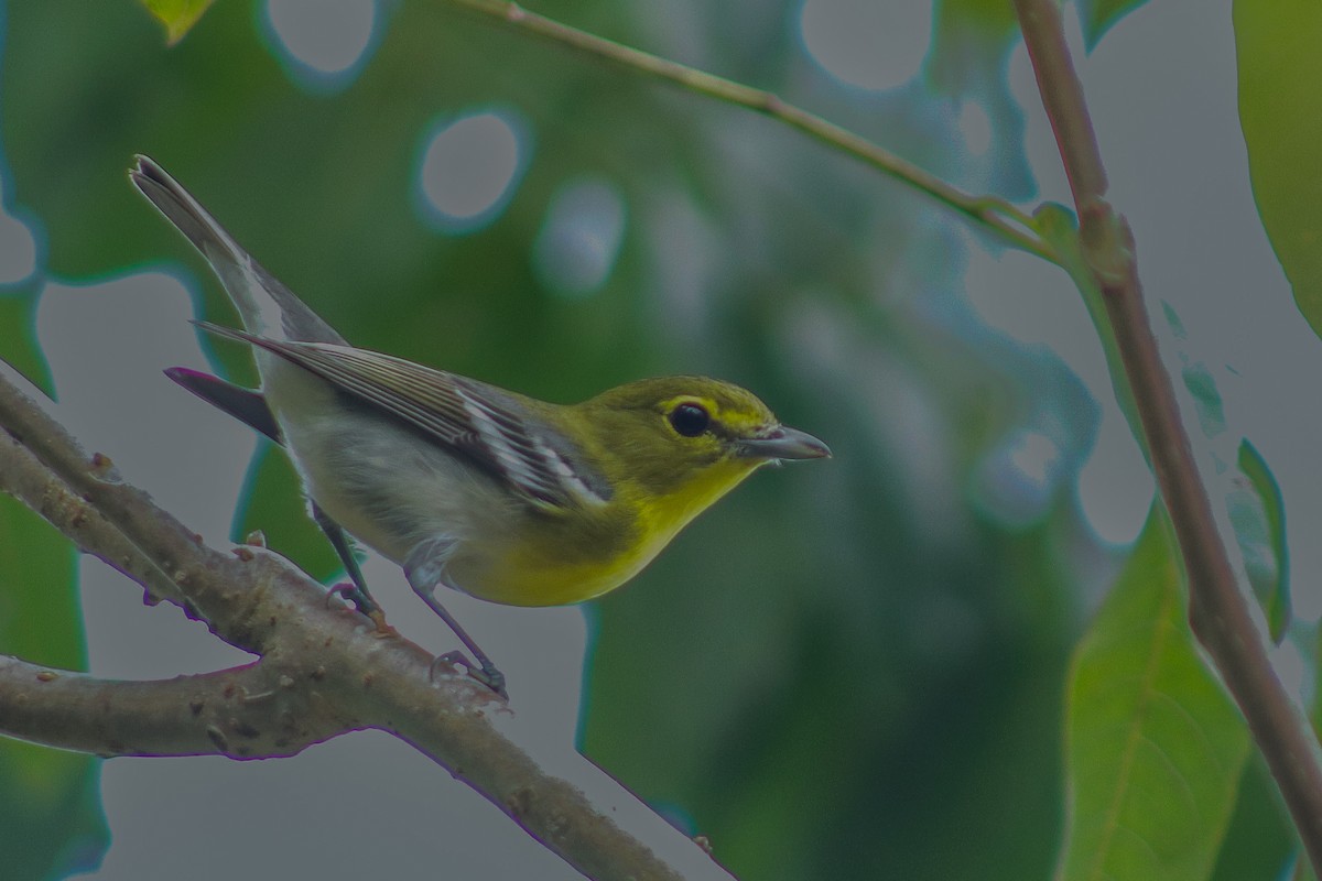 Yellow-throated Vireo - ML642143394