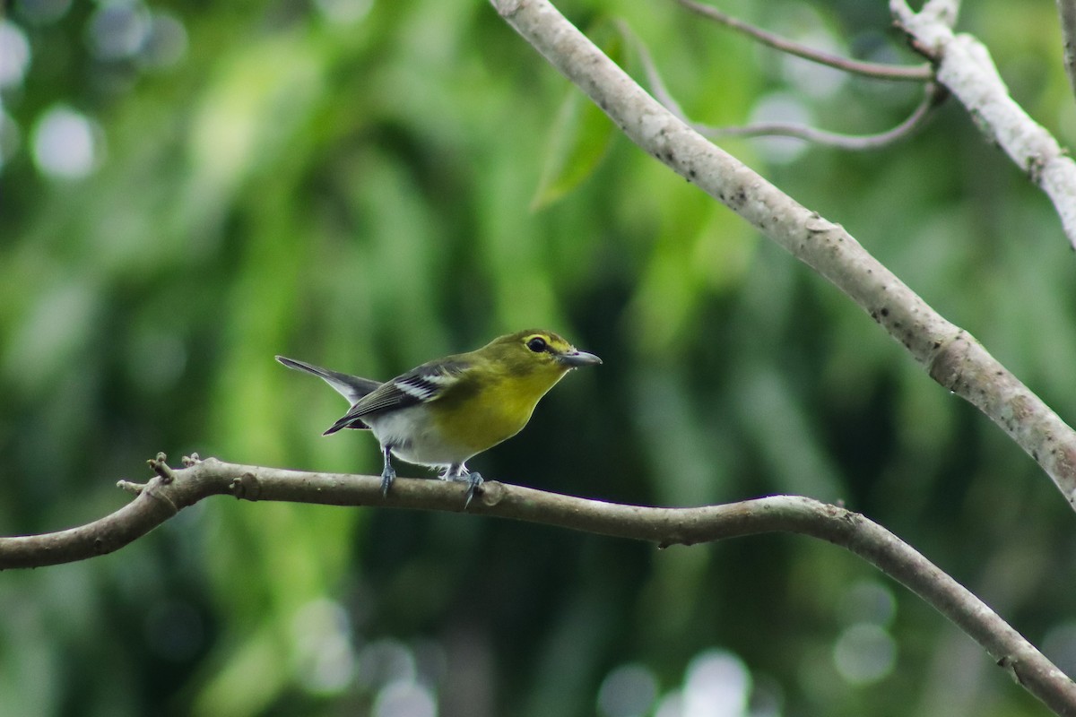 Yellow-throated Vireo - ML642143396