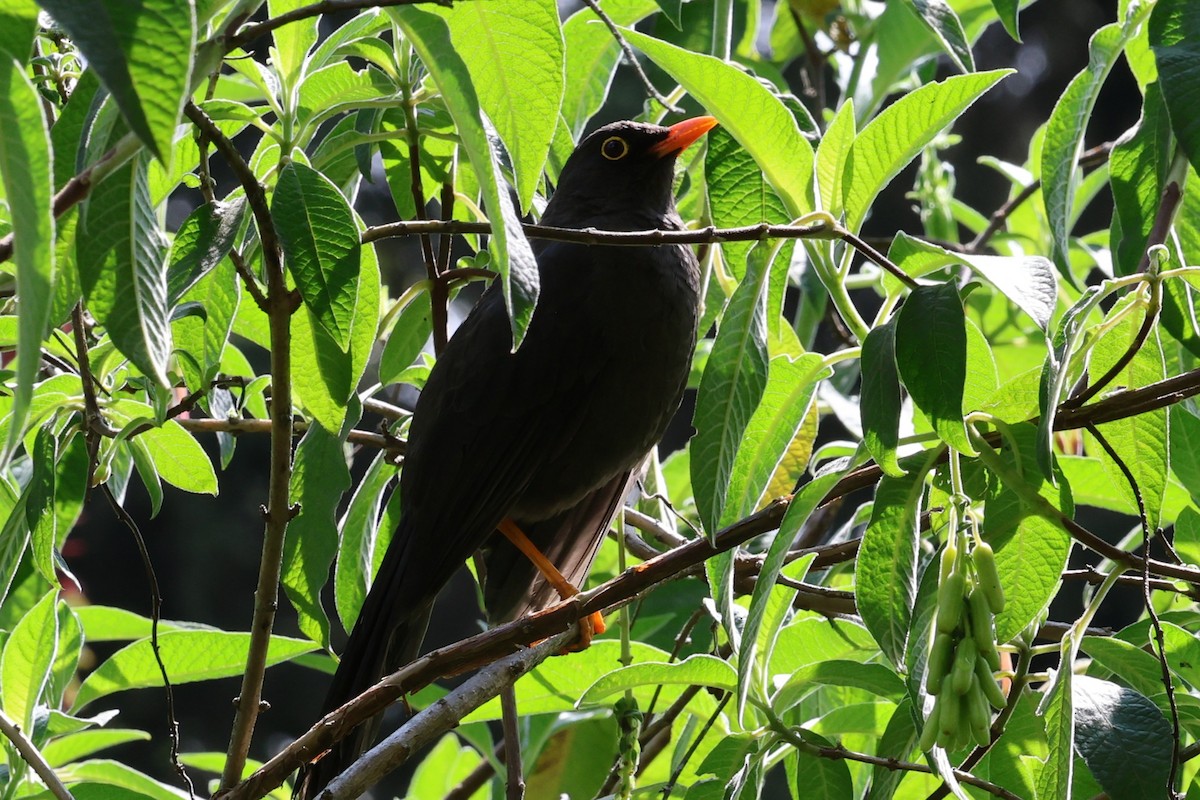 Great Thrush - ML642143397