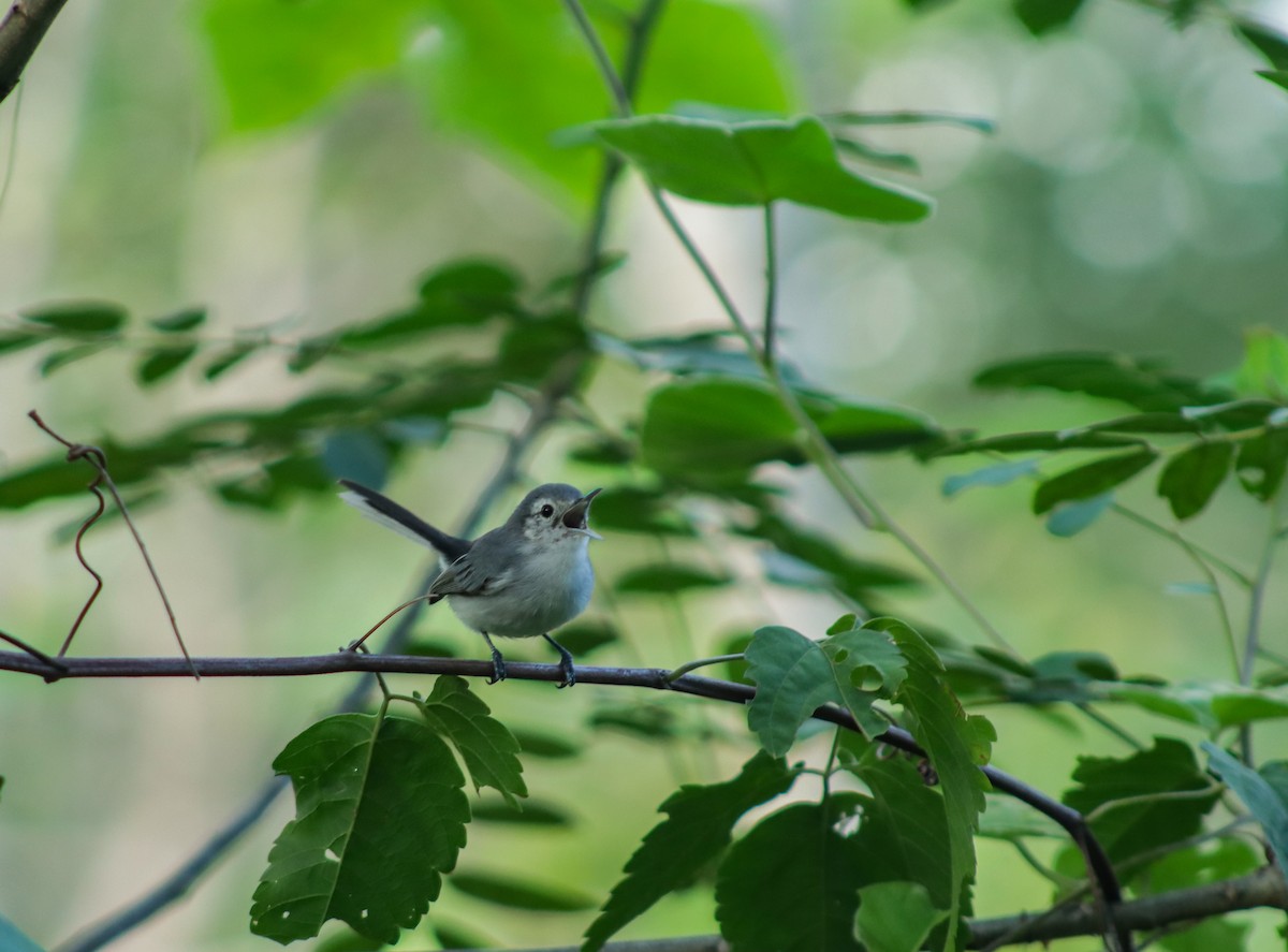 White-browed Gnatcatcher - ML642143398