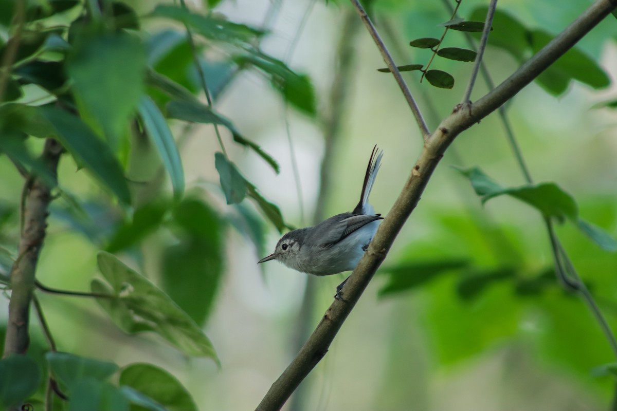 White-browed Gnatcatcher - ML642143401