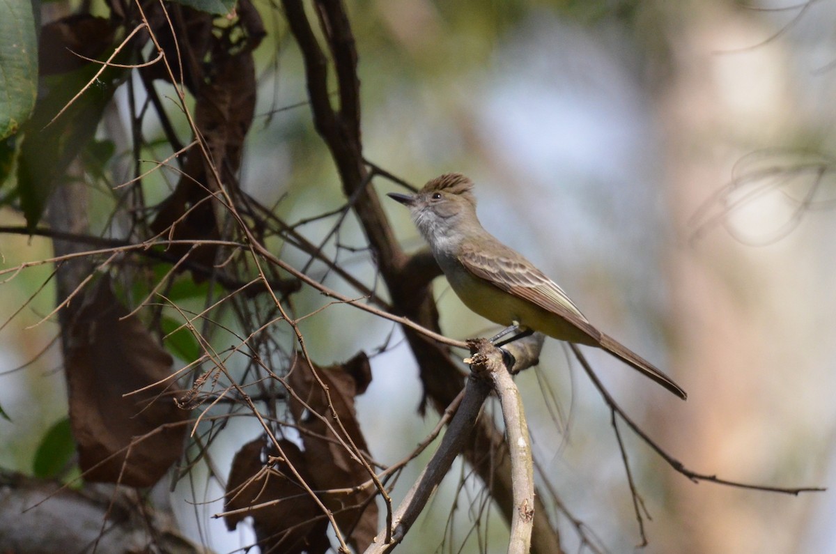 Brown-crested Flycatcher - ML642143403