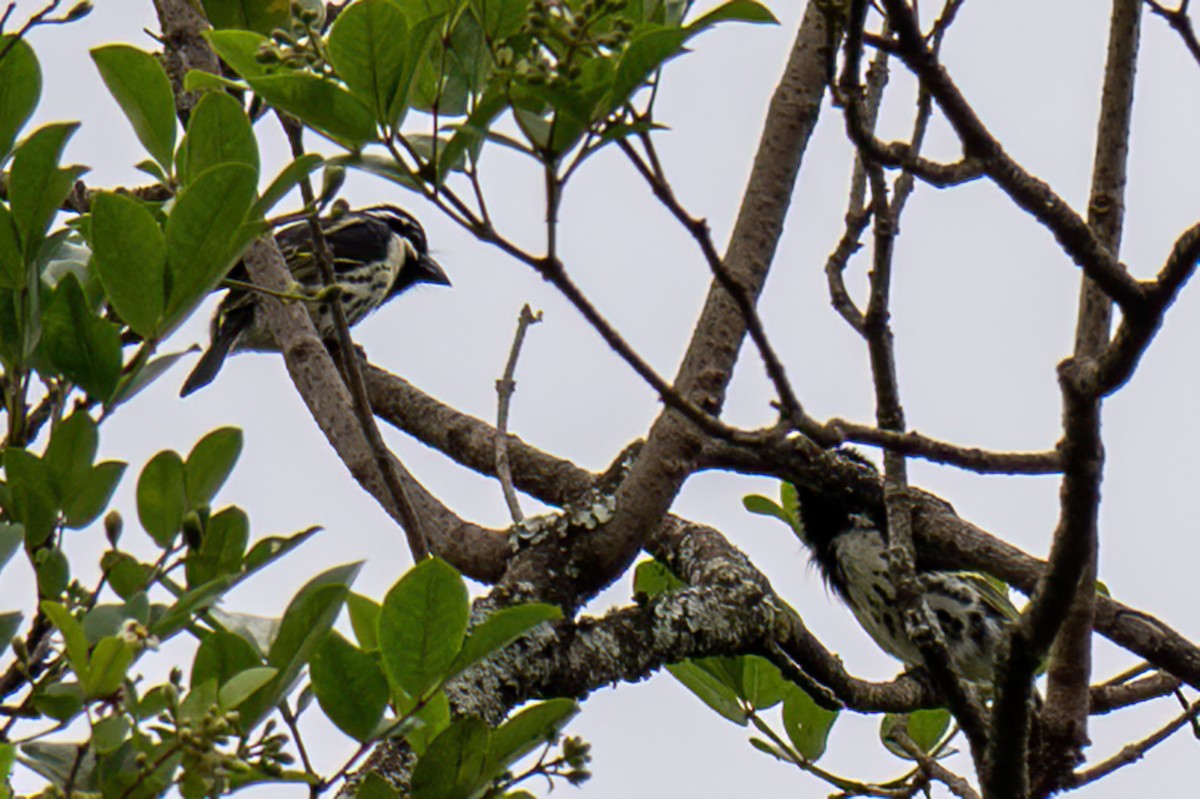 Spot-flanked Barbet - ML642143404