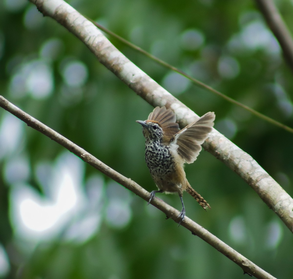 Spot-breasted Wren - ML642143405