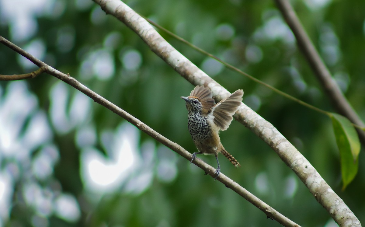Spot-breasted Wren - ML642143407