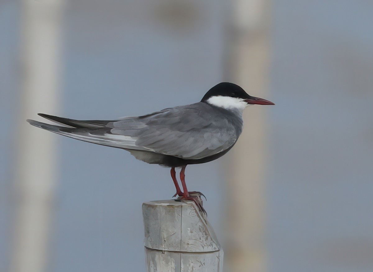Whiskered Tern - ML642143409