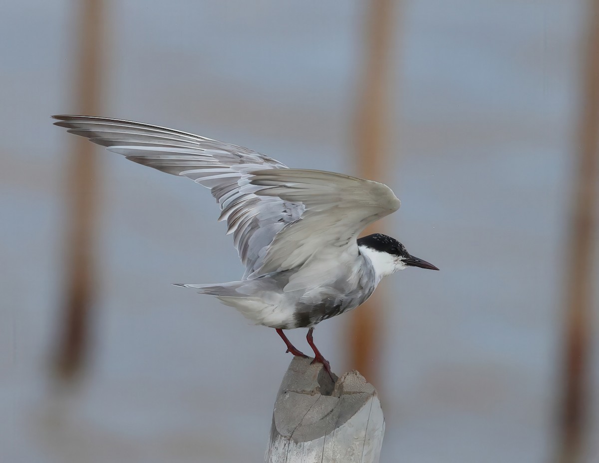 Whiskered Tern - ML642143410