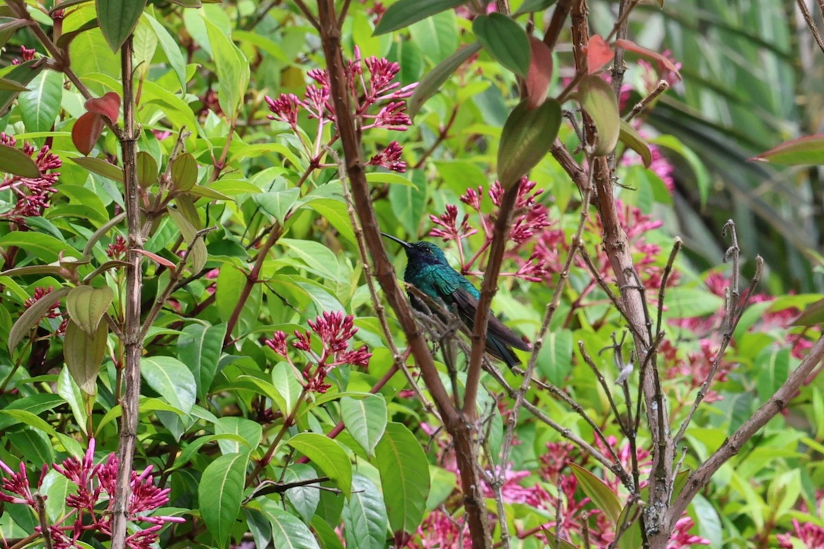 Sparkling Violetear - ML642143411