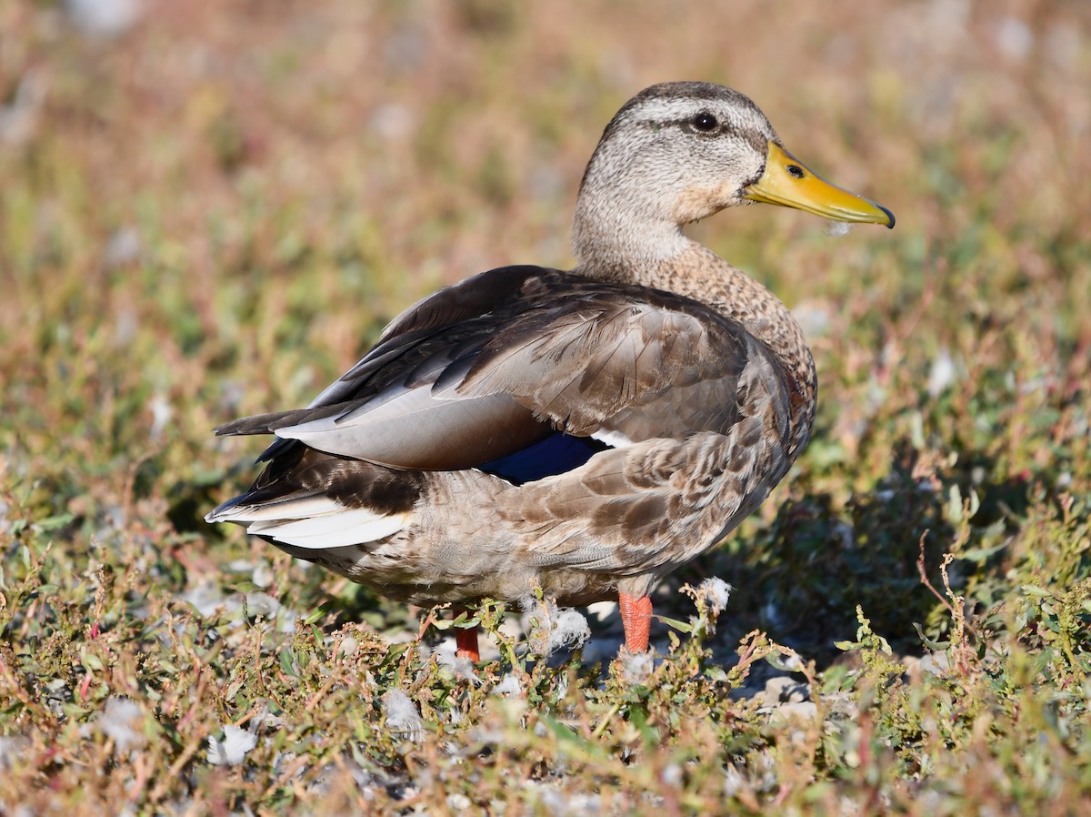 Mallard - ML642143413