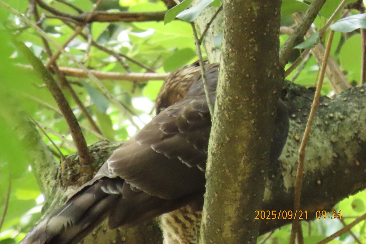 Crested Goshawk - ML642143414