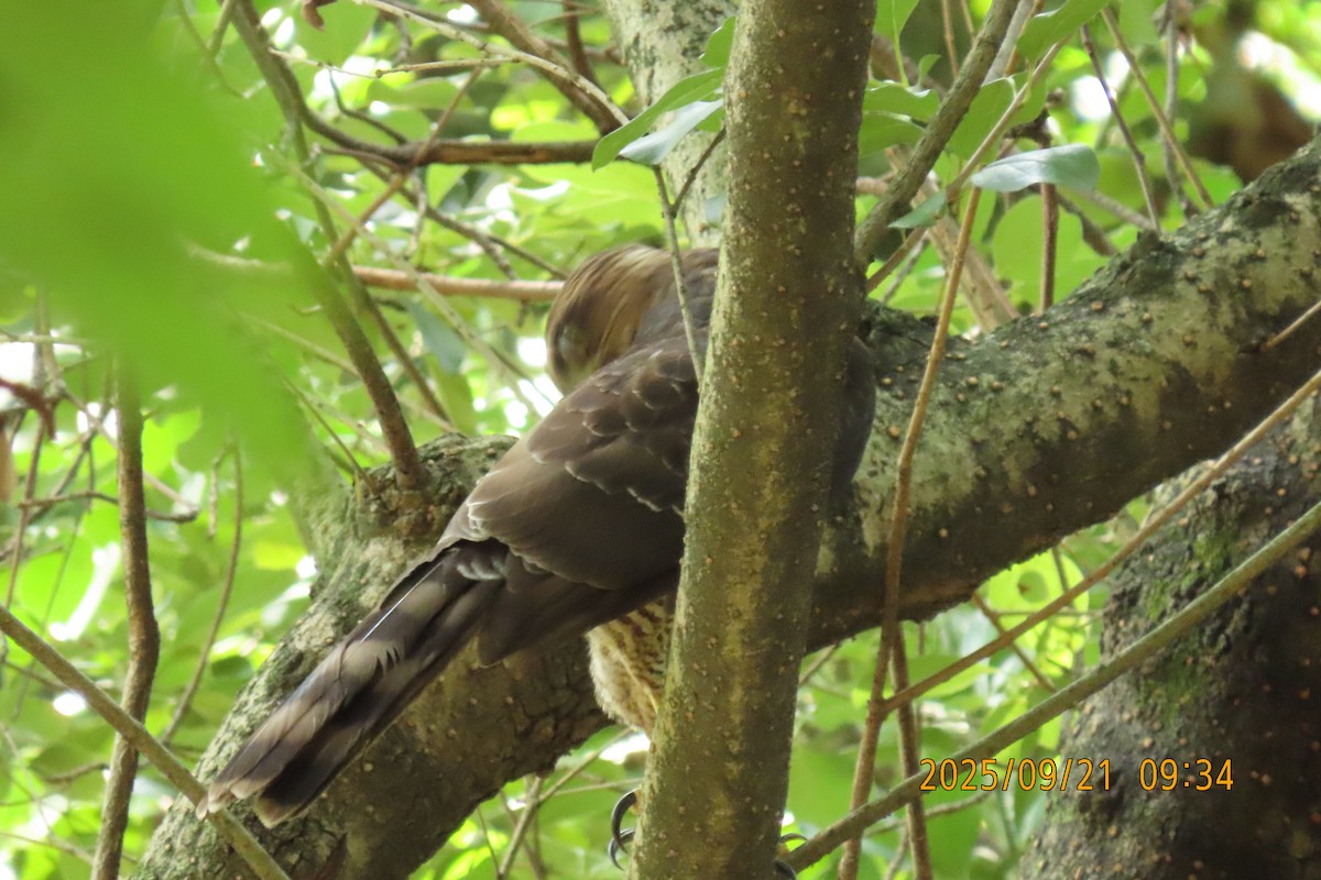 Crested Goshawk - ML642143415