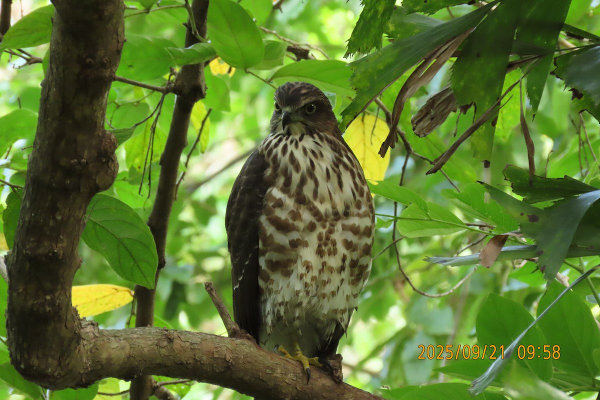 Crested Goshawk - ML642143417