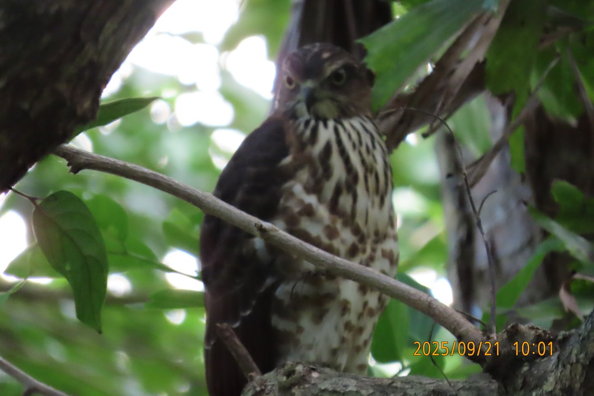 Crested Goshawk - ML642143418