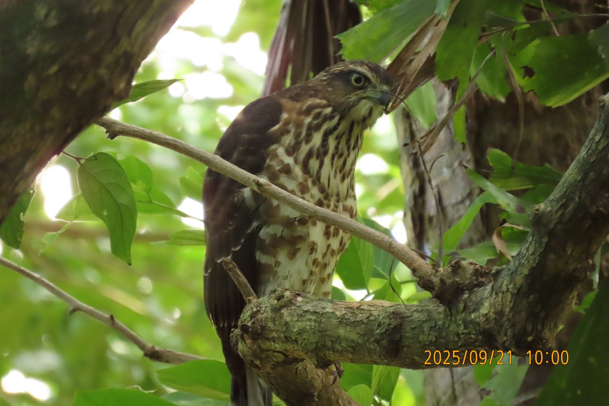 Crested Goshawk - ML642143419