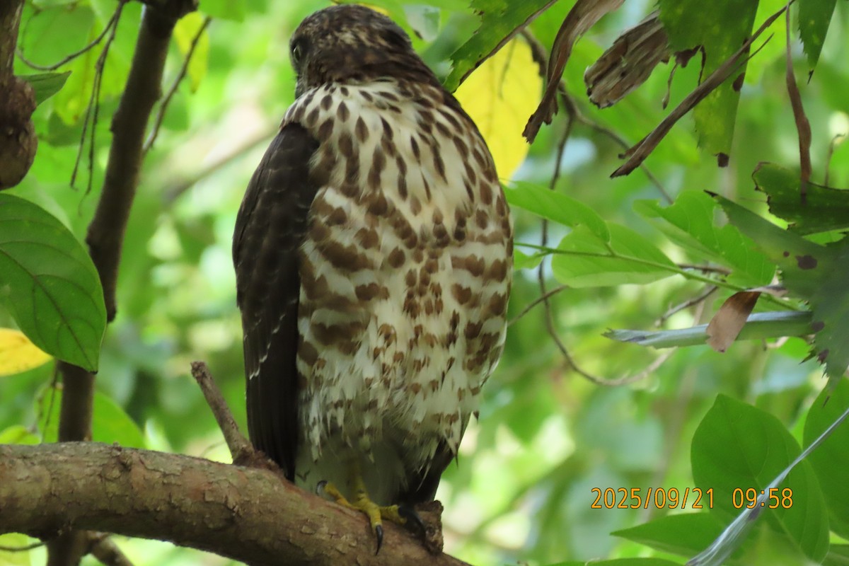 Crested Goshawk - ML642143420